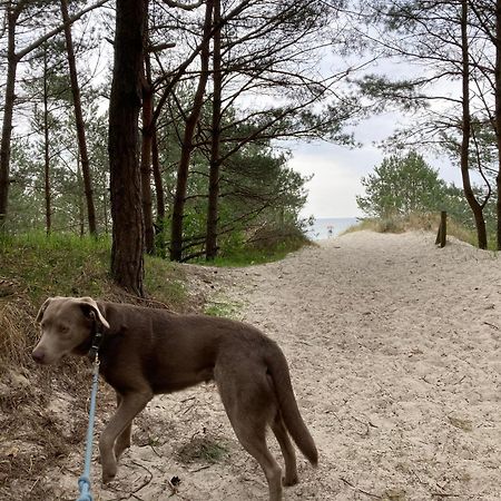 Reet Am Strand Mit Hund Karlshagen Dış mekan fotoğraf