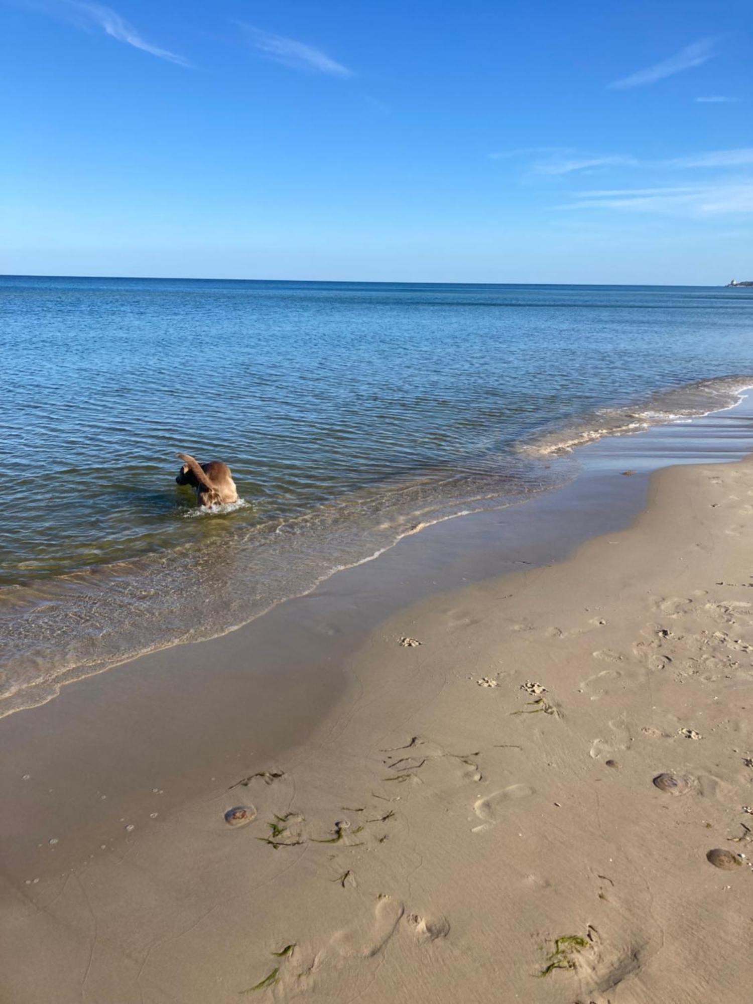 Reet Am Strand Mit Hund Karlshagen Dış mekan fotoğraf