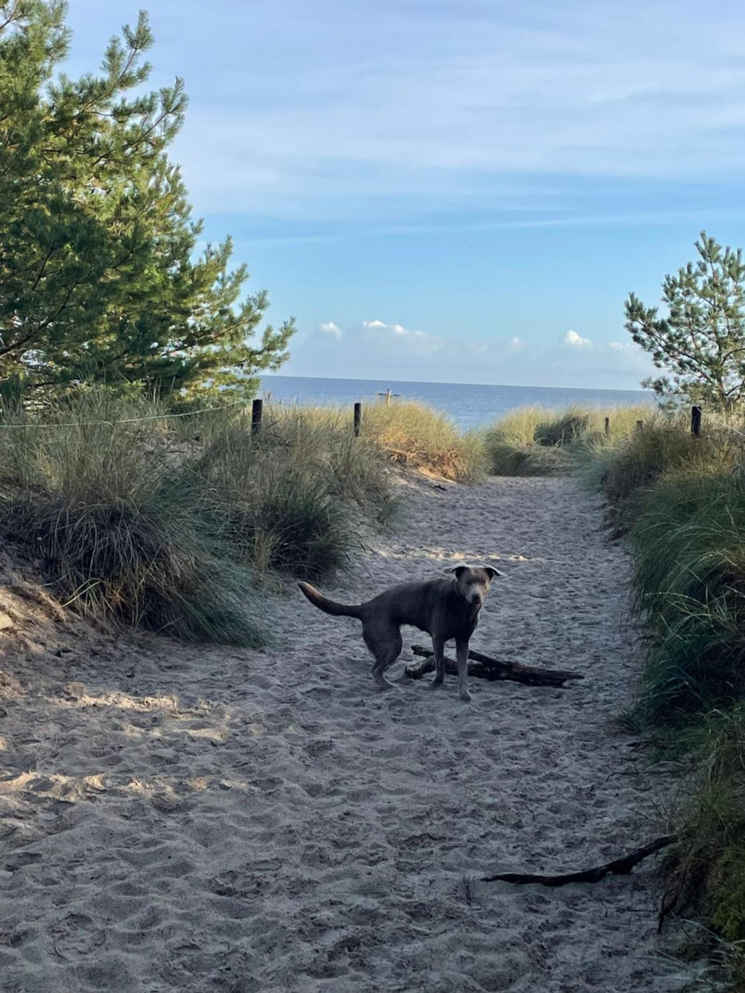 Reet Am Strand Mit Hund Karlshagen Dış mekan fotoğraf
